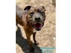Adopt SHERMAN a Boxer, Mixed Breed