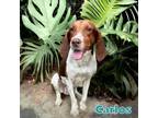 Adopt CARLOS a Beagle, Mixed Breed