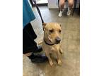 Adopt SCOTTIE a Labrador Retriever, Mixed Breed