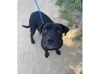 Adopt BUDDY a American Staffordshire Terrier
