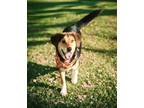 Adopt Damon a Beagle, Hound