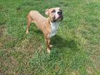 Adopt GAGE a Pit Bull Terrier