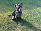 Adopt SHADOW a Labrador Retriever, Mixed Breed