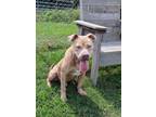 Adopt Fred a Pit Bull Terrier