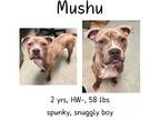 Adopt Mushu a Boxer, Mixed Breed