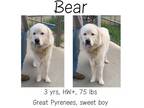 Adopt Bear a Great Pyrenees
