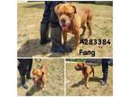 Adopt FANG a Mixed Breed