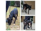 Adopt LINCOLN a Pit Bull Terrier, Mixed Breed