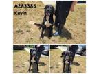 Adopt KEVIN a Mixed Breed