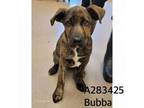 Adopt BUBBA a Pit Bull Terrier, Mixed Breed