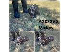 Adopt MICKEY a Pit Bull Terrier, Mixed Breed