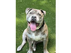 Adopt Fezzik a Staffordshire Bull Terrier, Mixed Breed