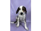 Adopt Lieutenant a Basset Hound, Mixed Breed