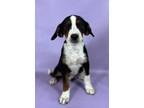 Adopt Leopold a Basset Hound, Mixed Breed