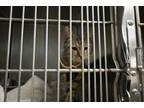 Adopt LARRY a Domestic Short Hair