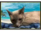 Adopt TREMAIN a Siamese