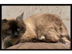 Adopt TOWNSEND a Siamese