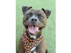 Adopt Cha Cha a Pit Bull Terrier, Mixed Breed