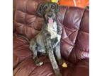 Adopt Oliver a Bernese Mountain Dog, Standard Poodle