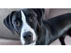 Adopt Cooper Ray a Labrador Retriever