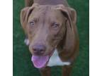 Adopt Konrad a Labrador Retriever