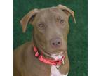 Adopt Kazba a Labrador Retriever