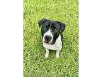 Adopt Paco a Pit Bull Terrier, Mixed Breed
