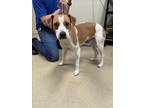 Adopt SPOT a Beagle, Mixed Breed