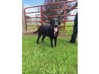 Adopt Batman a Labrador Retriever