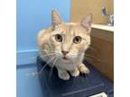 Adopt Oscar a Domestic Short Hair