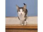 Adopt Vlad a Domestic Short Hair