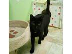 Adopt Rickshaw a Domestic Short Hair