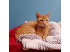 Adopt Henri a Domestic Short Hair