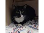 Adopt Tripp a Domestic Short Hair