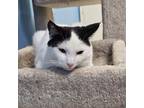 Adopt Milo a Domestic Short Hair