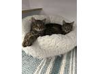 Adopt Edward a Domestic Short Hair