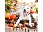 Adopt Martie a Mixed Breed