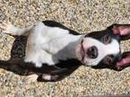 Adopt Trace a Bull Terrier