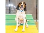 Adopt GRIFFIN a Treeing Walker Coonhound