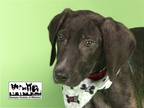 Adopt RIO a Plott Hound, Mixed Breed