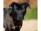 Adopt COSMO a Labrador Retriever, Pit Bull Terrier