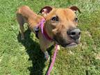 Adopt SIMBA a Boxer, Mixed Breed