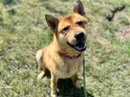 Adopt PLUTO a Shiba Inu, Mixed Breed