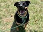 Adopt LANCE a Rottweiler, Labrador Retriever