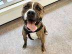 Adopt OZZIE a Boxer, Pit Bull Terrier