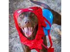 Adopt Drumstick a Labrador Retriever