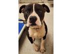 Adopt YOGI a Pit Bull Terrier, Mixed Breed