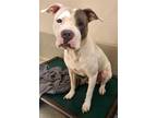 Adopt CHICO a Pit Bull Terrier
