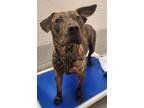 Adopt LOGAN a Pit Bull Terrier