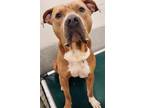 Adopt LOKI a Boxer, Mixed Breed